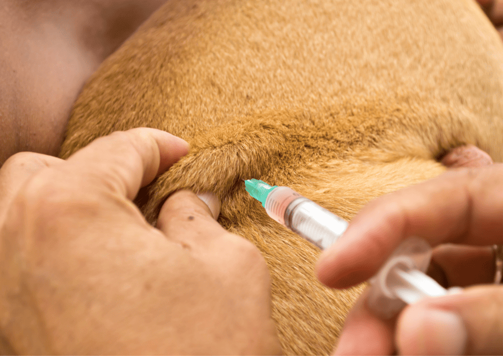 flea-shots-injection-for-dogs