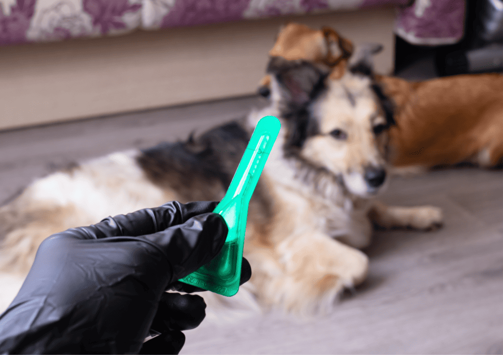professional-flea-treatment-for-dogs