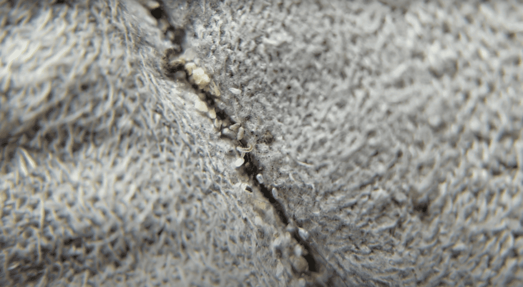 flea infestation in carpet