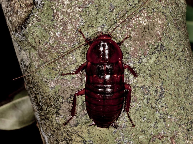 Cockroach Vs Palmetto Bug Pest Source