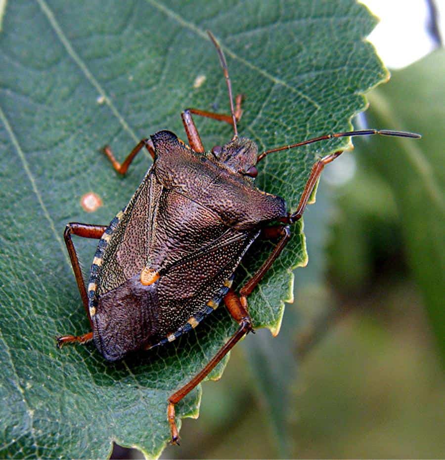 Forest bug on top of a leaf
