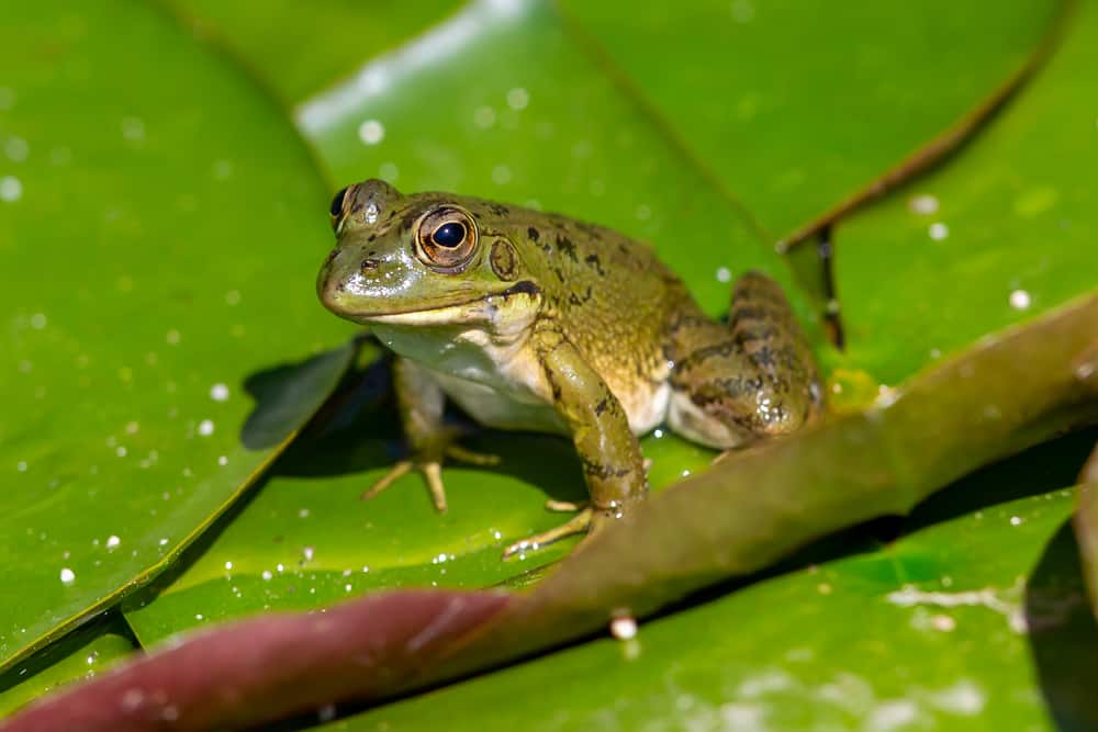Frog on a leaf waiting for prey