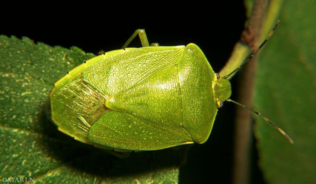 Green stink bug on a leaf