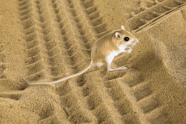 Kangaroo Rat (Dipodomys spp.)