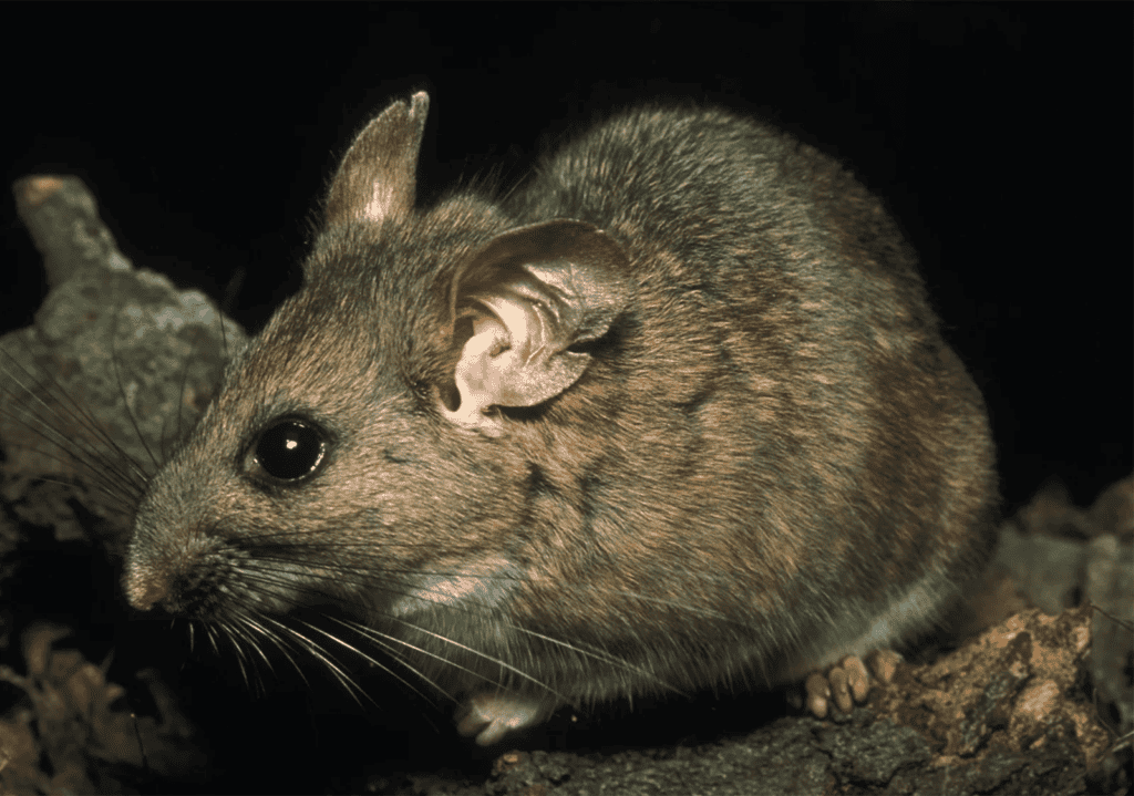 Pack Rat (Neotoma spp.)