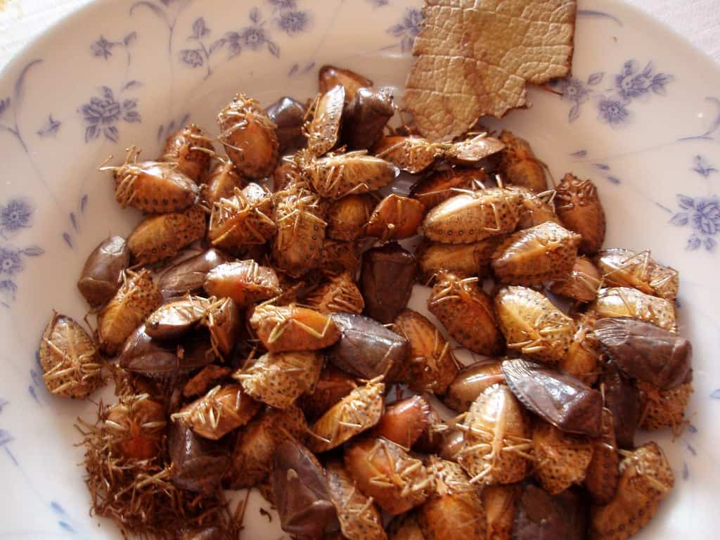 Jumiles, a Mexican stink bug edible treat