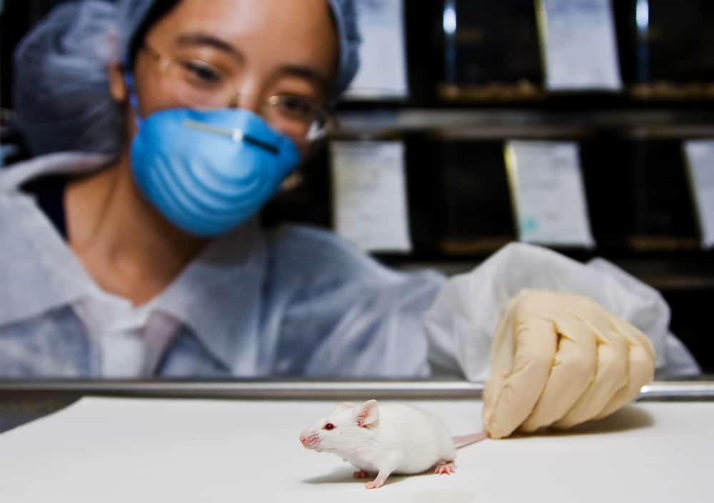 A female oriental scientist wearing latex gloves and a blue mask with a cute white balb/c laboratory mouse in her hands
