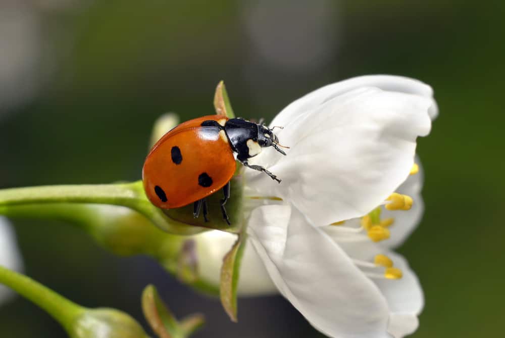 Ladybug standing on white flower