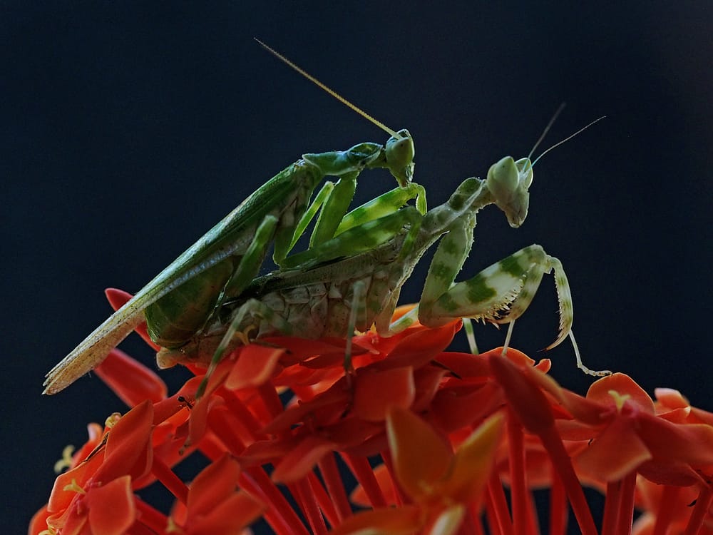Mantises sipping on a flower's nectar at night