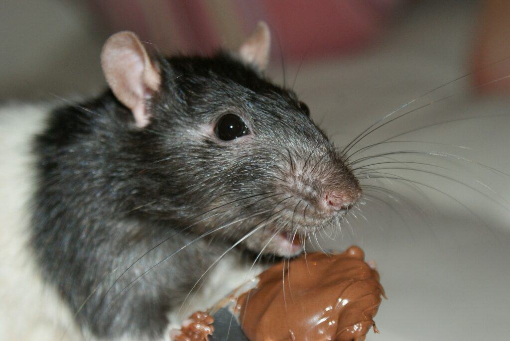 Mice eating chocolate