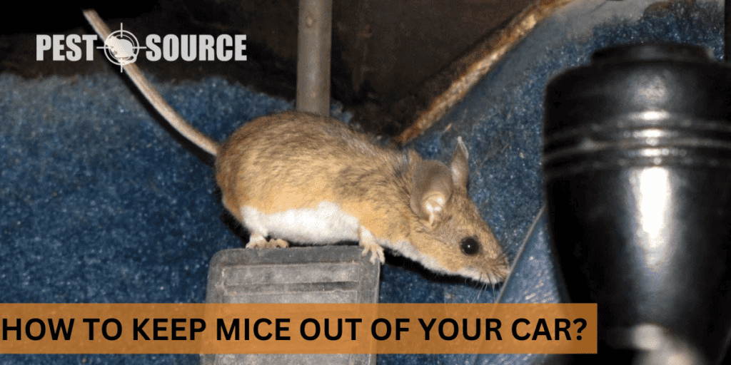 How to Keep Mice Out of Your Car - Pest Source