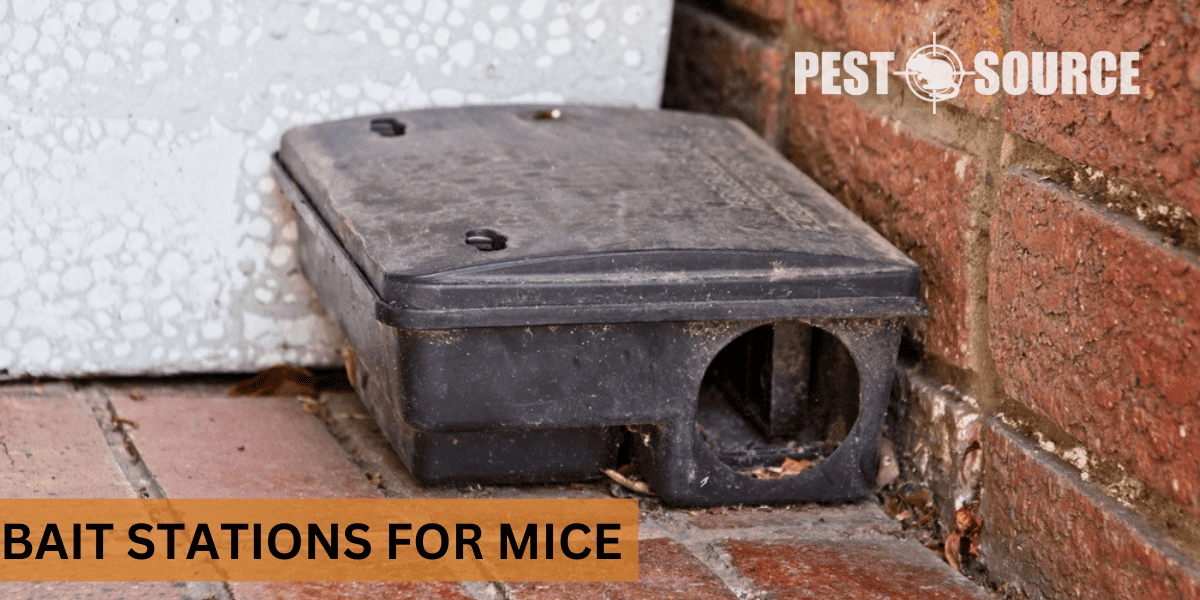 bait station lures mouse