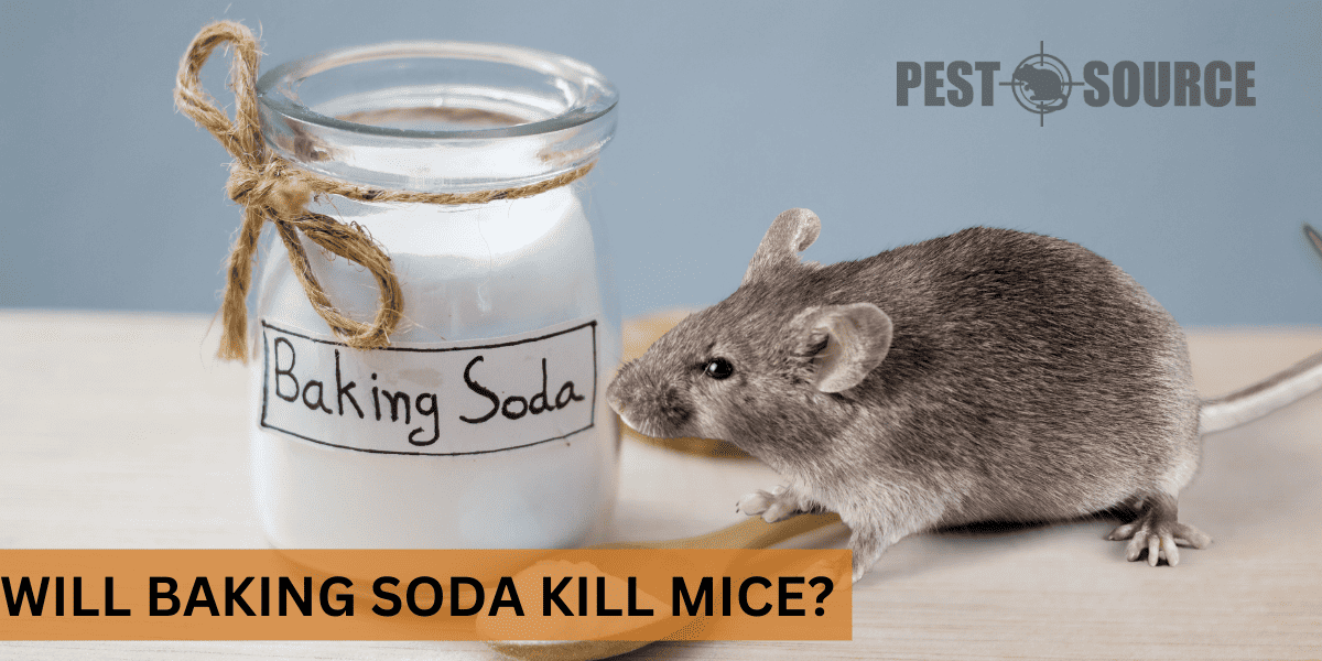 baking soda mouse remedy