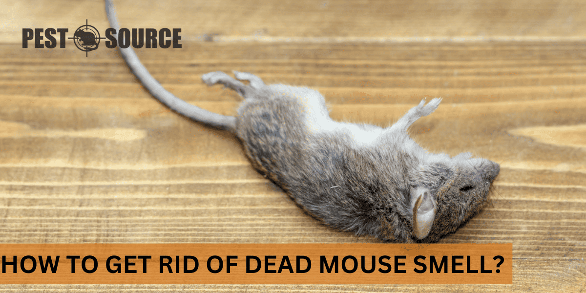 dead mouse smell removal