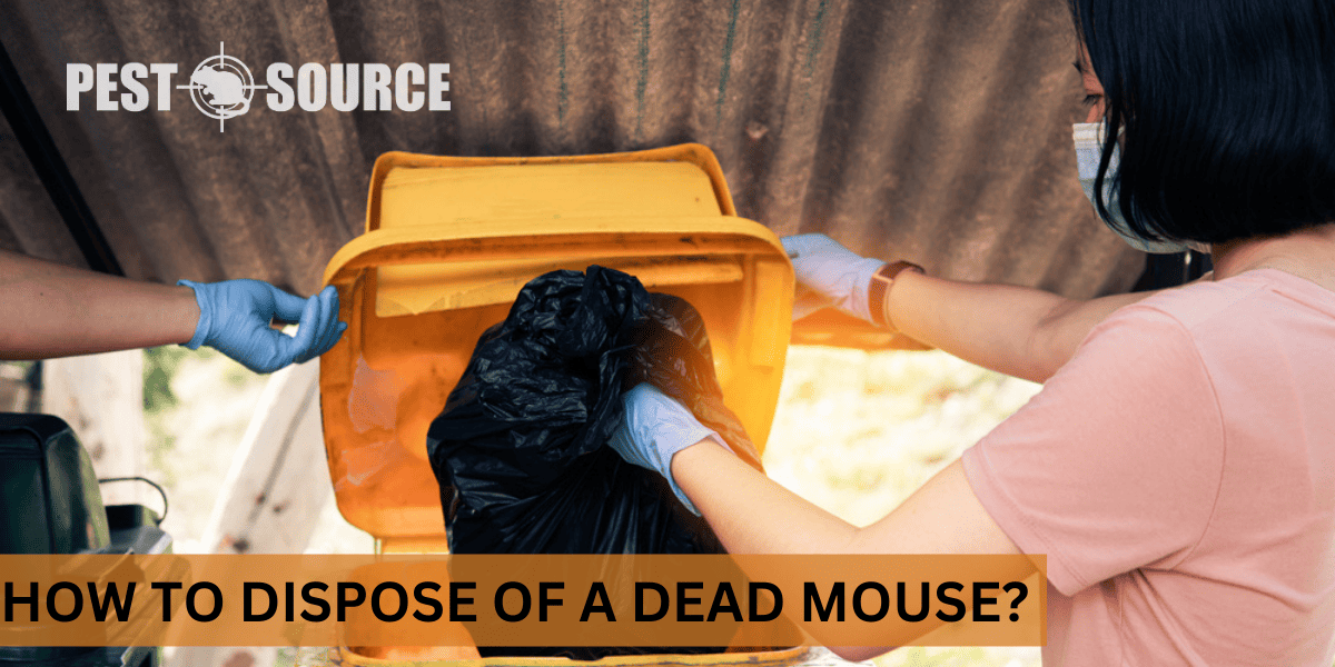 disposal of mouse carcasses