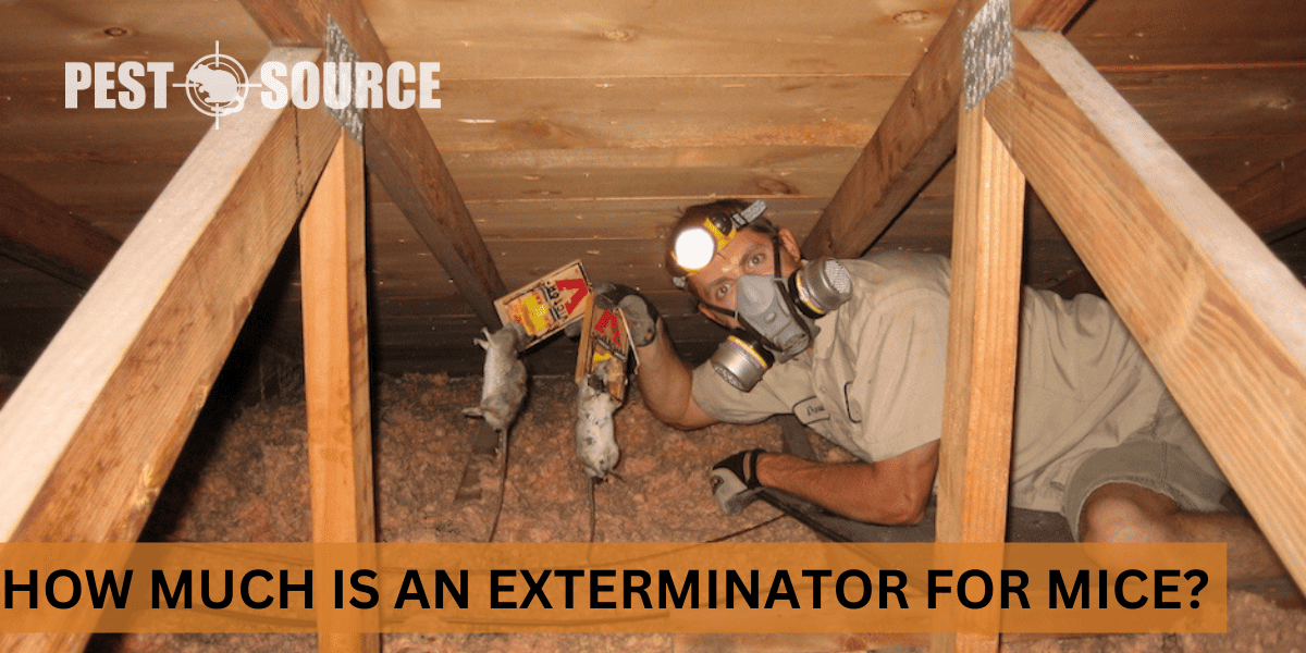 exterminator cost for mouse
