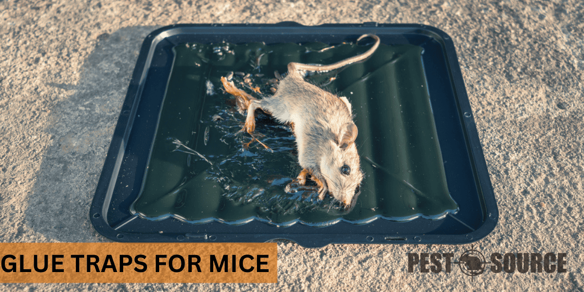 glue trap immobilizes mouse
