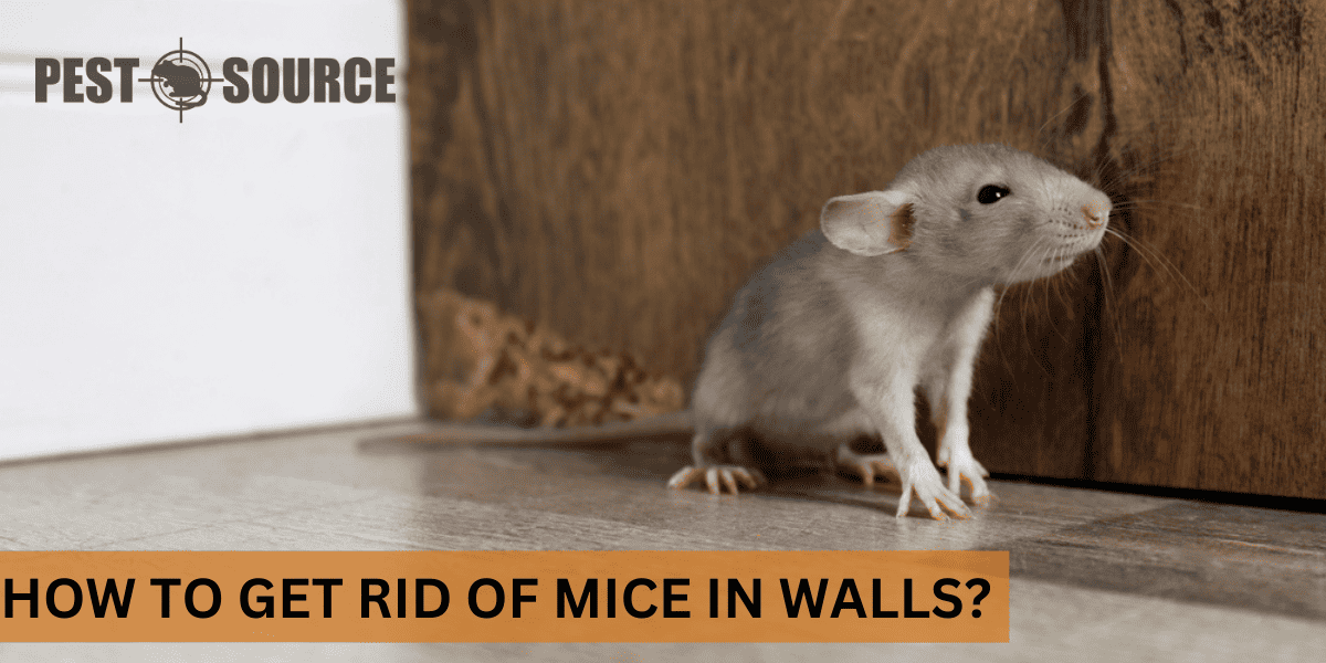 wall control for mice