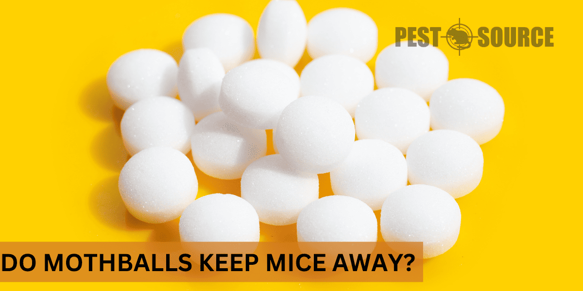 mothball use in mouse control