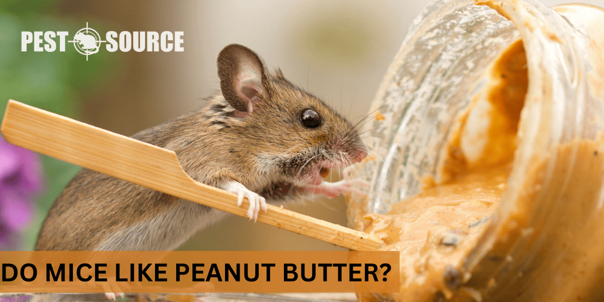 peanut butter attracts mouse