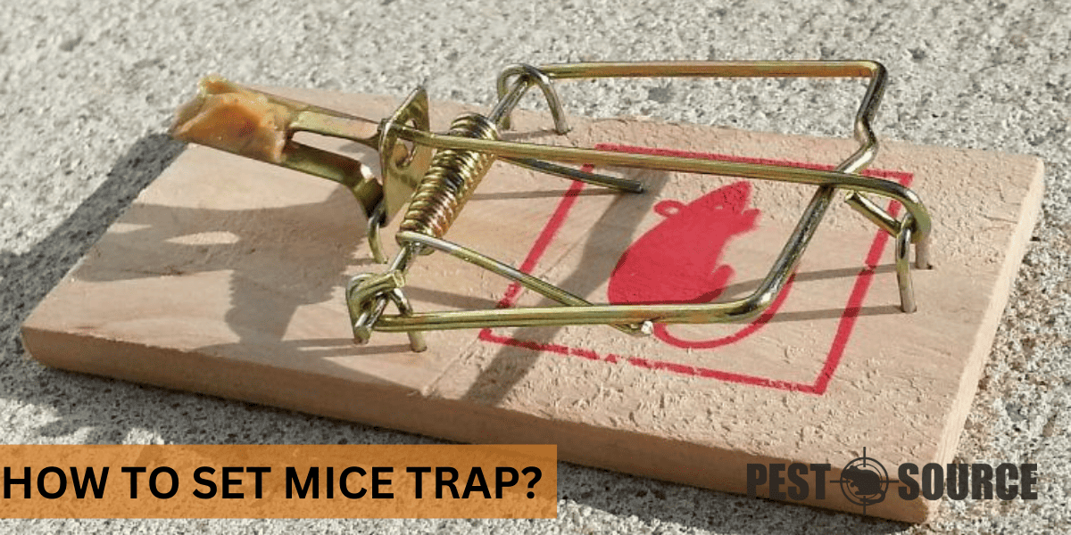 trap setting for mouse control