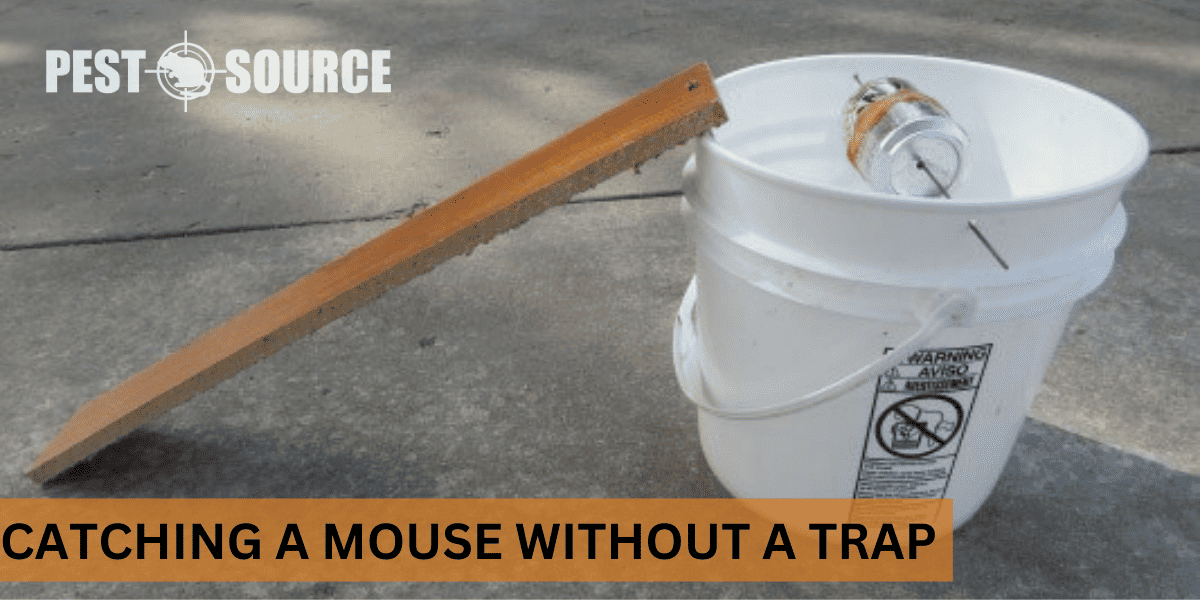 without trap mouse management