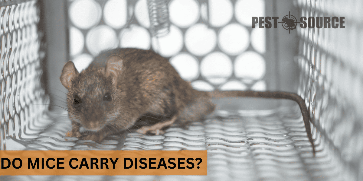disease transmission via mouse