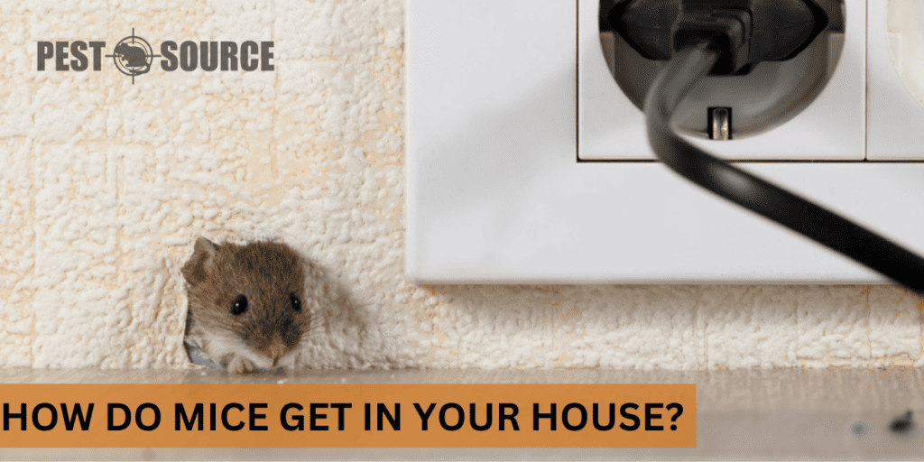 How Do Mice Get In Your House? Pest Source