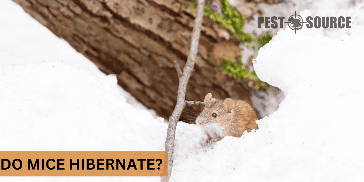 hibernation habits of mouse