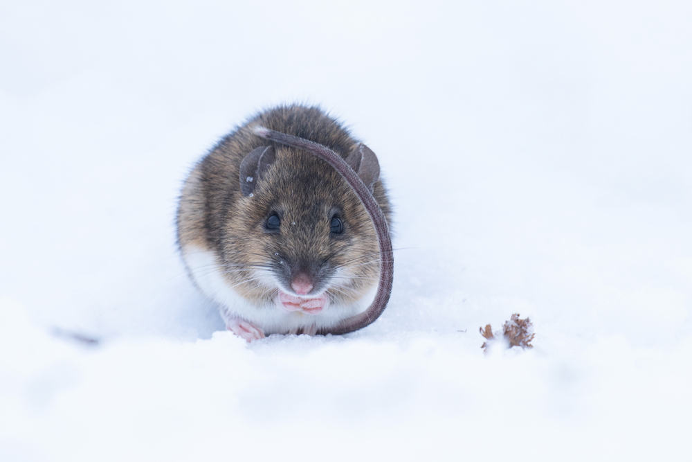 mouse in the winter