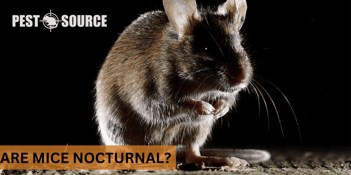 nocturnal behavior of mouse