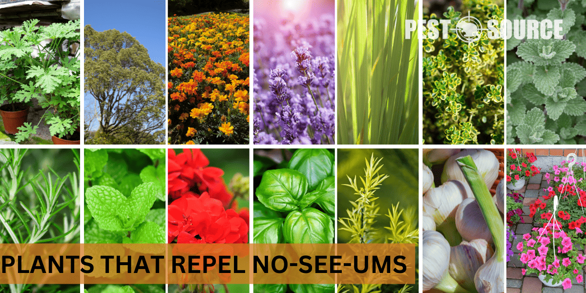 plant-based repellent control for no-see-um