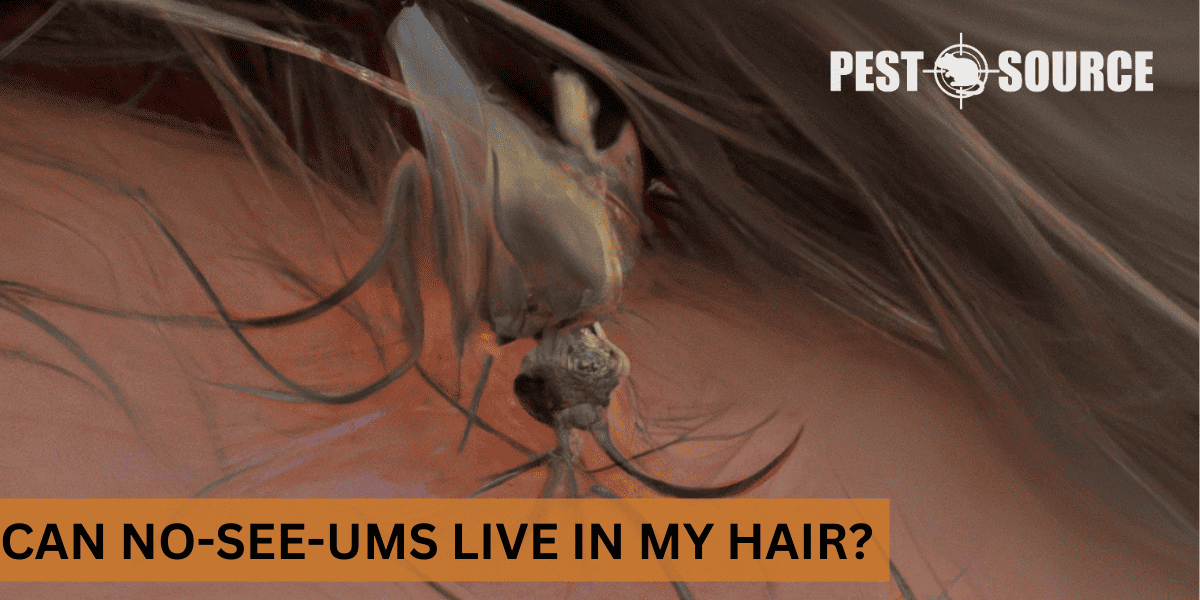 human hair as no-see-um habitat