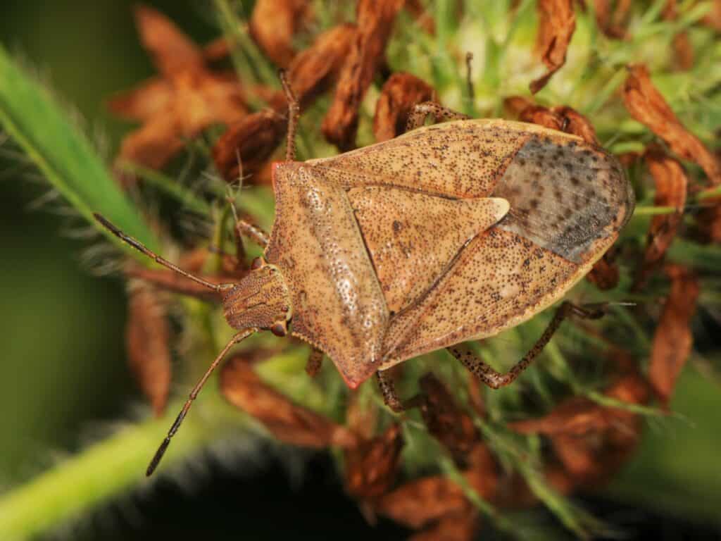 one spotted stink-bug feeding on crops