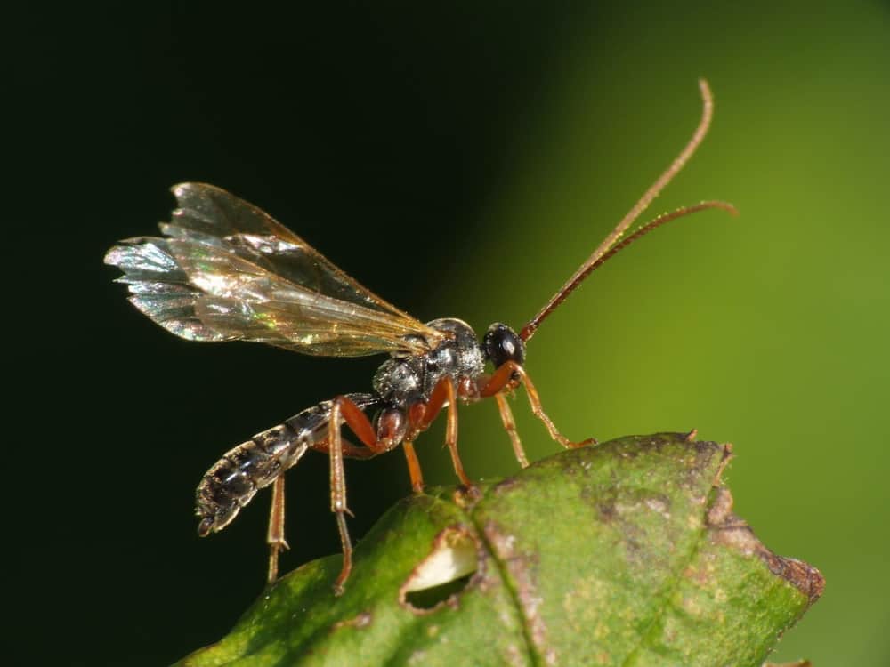 Parasitic Wasp on a leaf