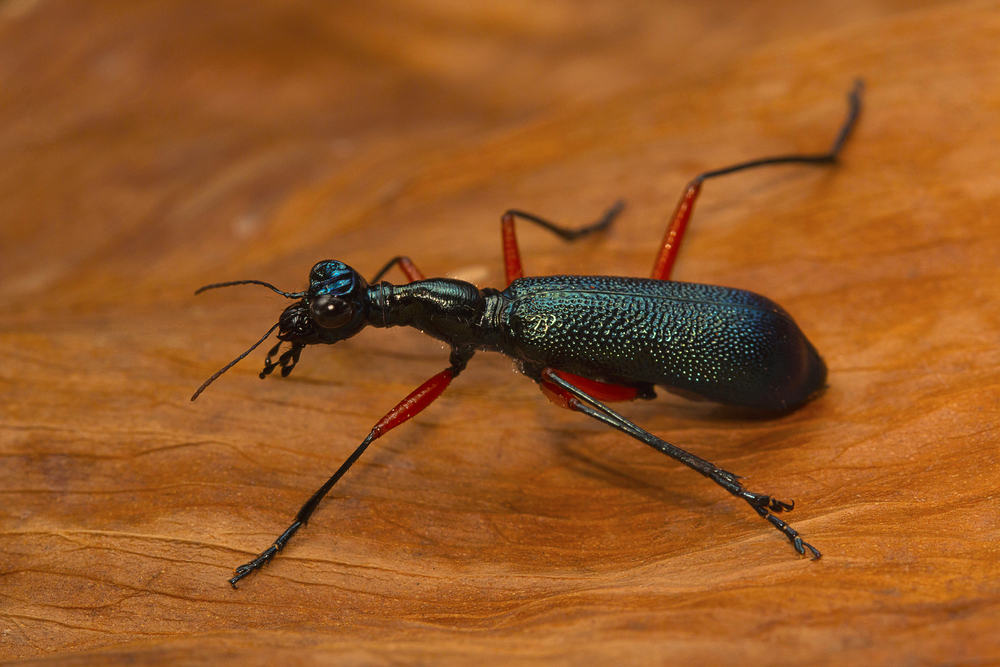 A predatory beetle on a wood