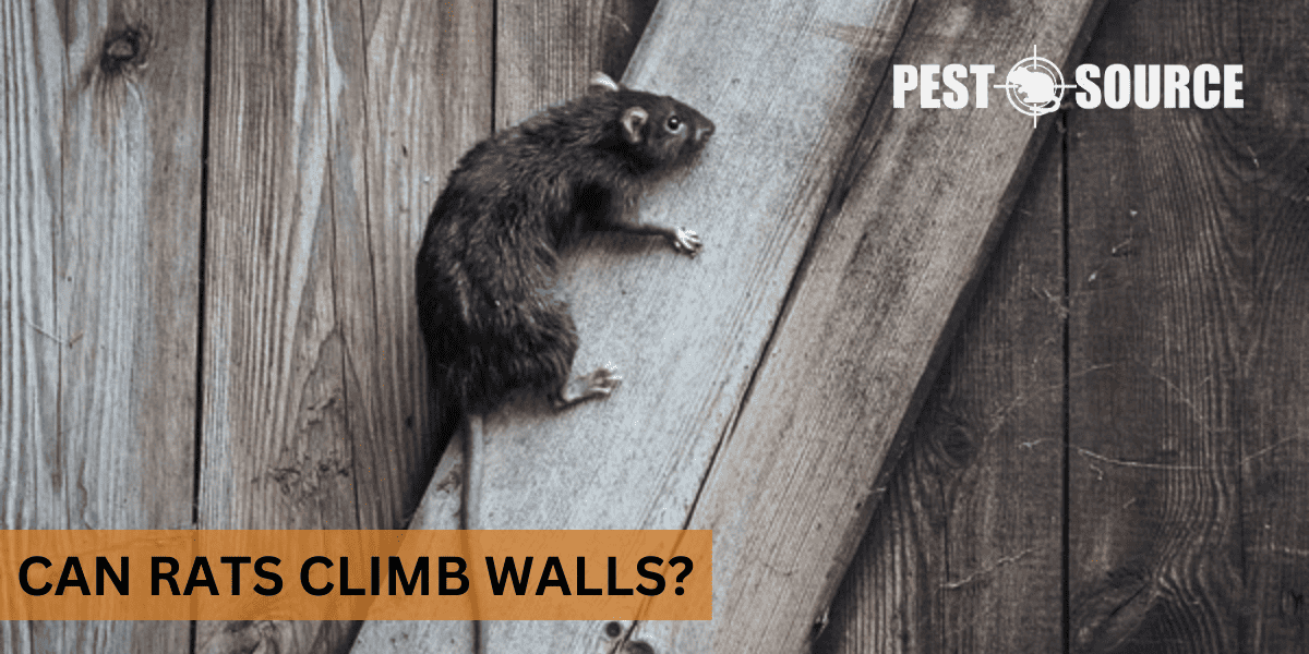 Rats' Proficient Climbing Skills