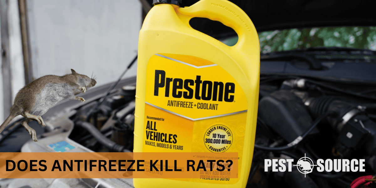 Antifreeze for Rat Control