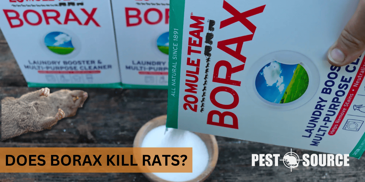 Borax in Rat Control