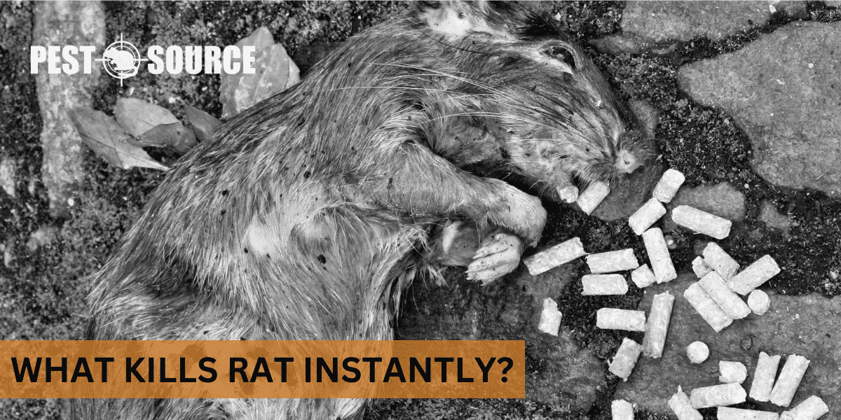 Instant Kill in Rat Control