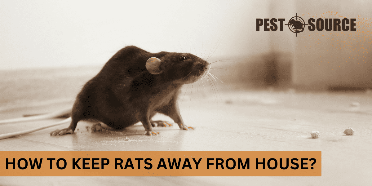 Prevention and Rat Control