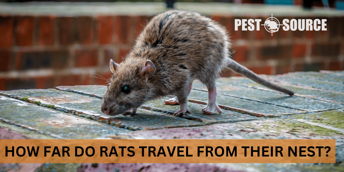 Travel Distance in Rat Control