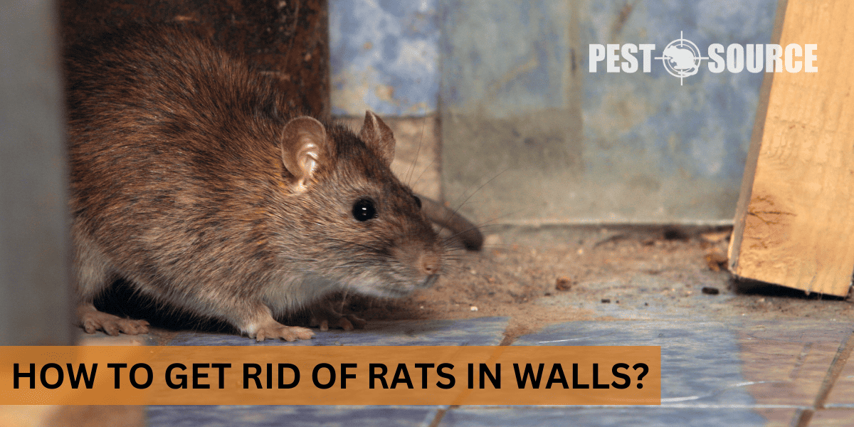 Control of Rats in Walls