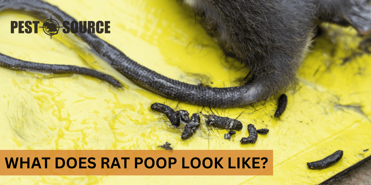 Appearance of Rat Feces
