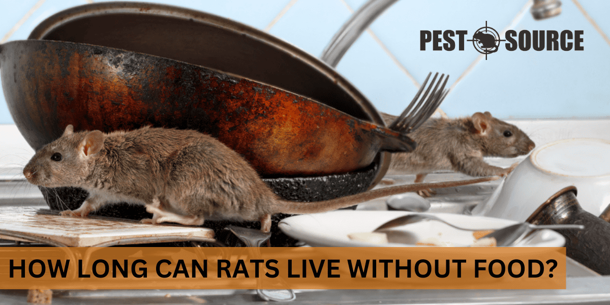 Food Deprivation in Rats