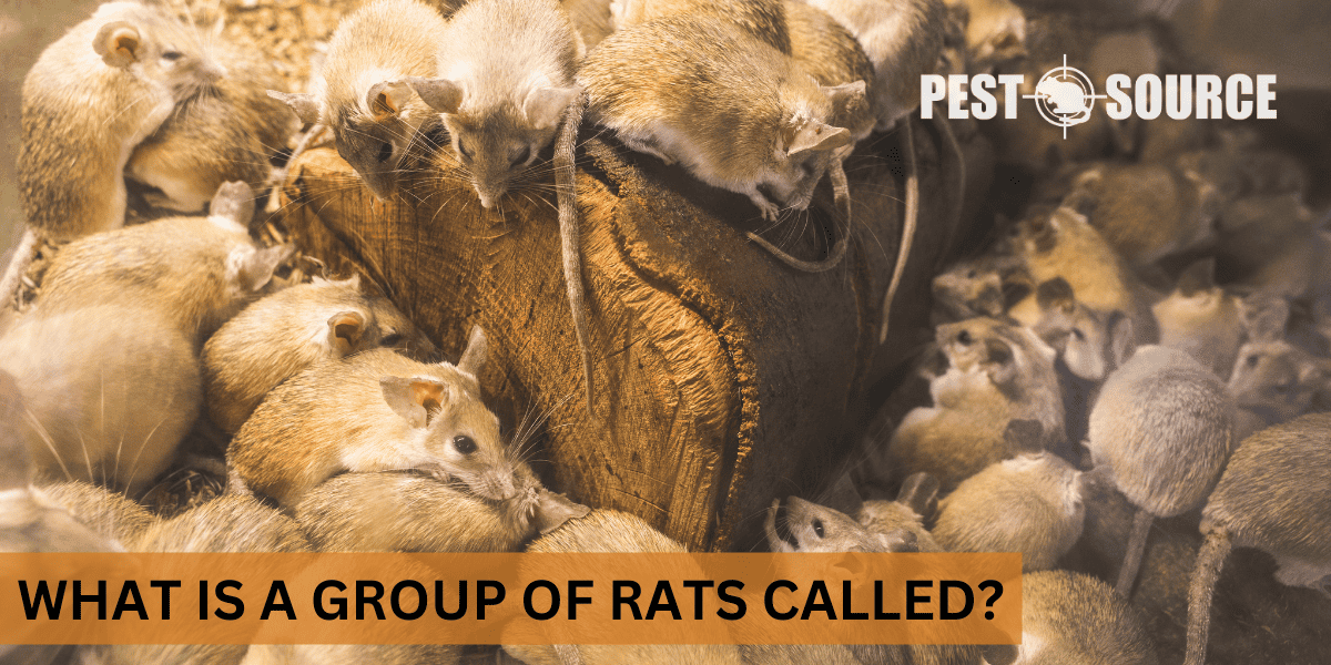 Terminology for Rat Groups