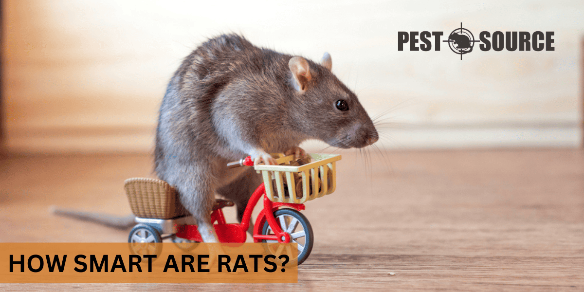 Intelligence Levels in Rats