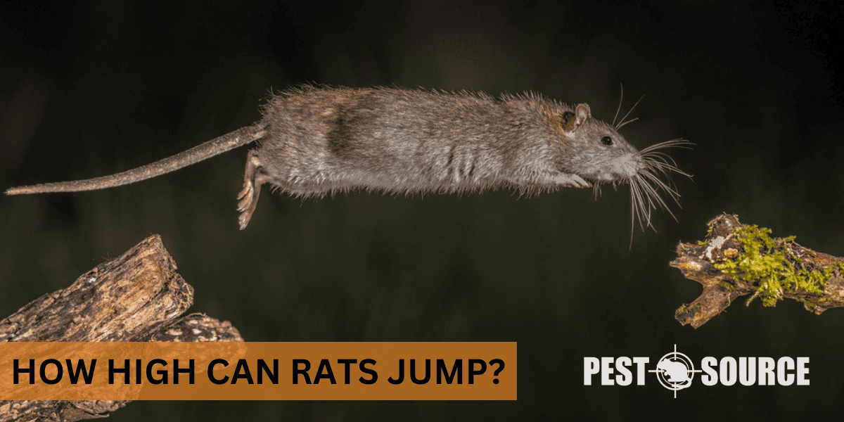 Jumping Ability of Rats