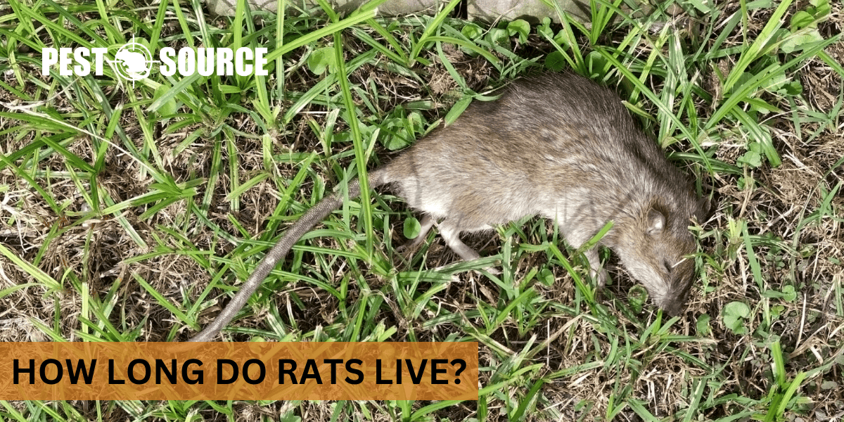 Lifespan of Rats