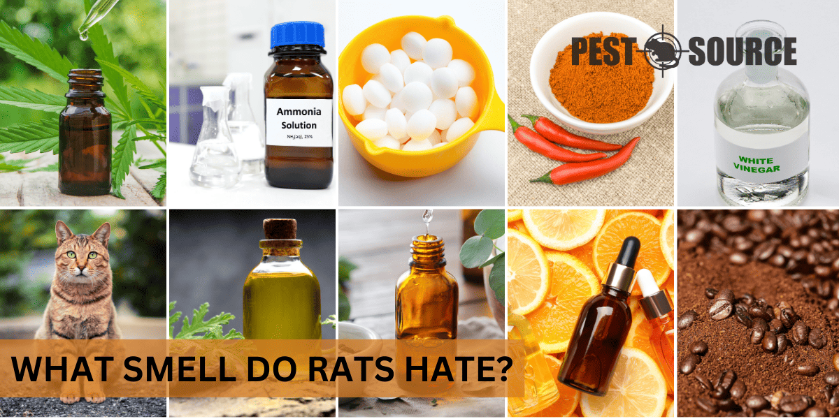 Repellent Against Rat Smell